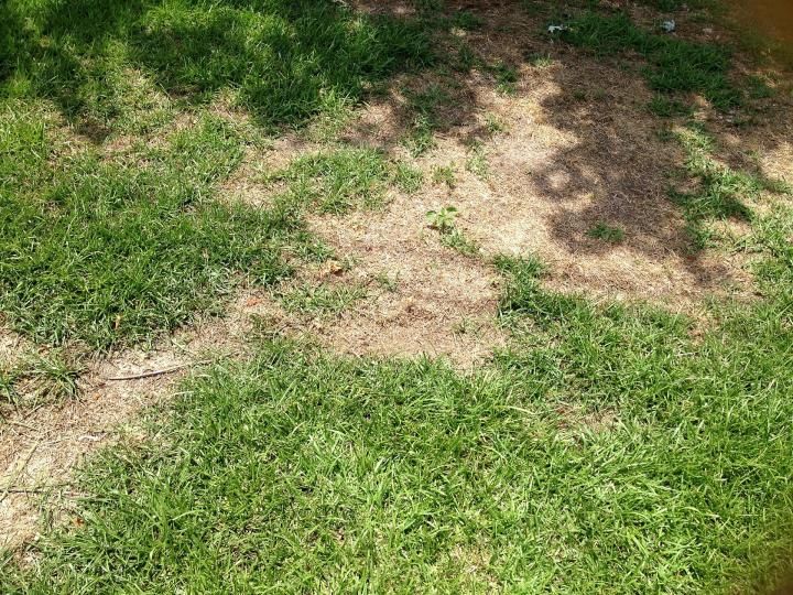 Lawn problems outlet